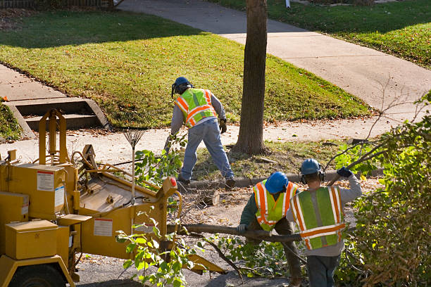 Elsmere, DE  Tree Services Company